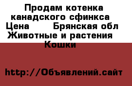 Продам котенка канадского сфинкса › Цена ­ 4 - Брянская обл. Животные и растения » Кошки   